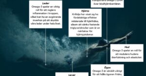 Krillolja är bra för många kroppsdelar