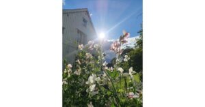 Nytt upplägg på gång